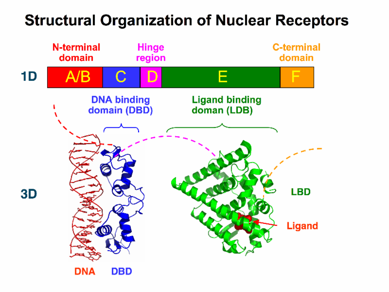 Structural organization of nuclear receptors